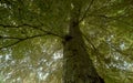 A mighty beech tree - the afternoon sun shining through the crown. Royalty Free Stock Photo
