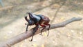 The mighty beetle on a small branch