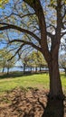 Mighty Big Oak in Park by the Lake Royalty Free Stock Photo