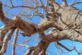 The mighty branches of the old baobab tree Royalty Free Stock Photo