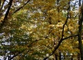 Mighty branches with a yellow foliage