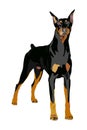 Mighty Doberman Pinscher Dog Isolated on white