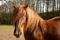 Mighty draught horse with majestic mane and look