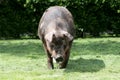 Head shot closeup of a mighty male pig Royalty Free Stock Photo