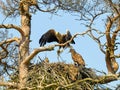 A mighty eagle the feeds the youngsters Royalty Free Stock Photo