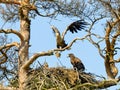A mighty eagle the feeds the youngsters Royalty Free Stock Photo