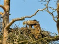 A mighty eagle the feeds the youngsters Royalty Free Stock Photo