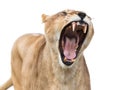 Mighty lioness Royalty Free Stock Photo