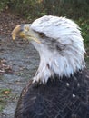 A Mighty Look Of The Eagle