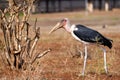 Mighty Marabou Striding on the Kenyan Tsavo East Savannah