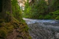 Mighty McKenzie River and Tree Roots Royalty Free Stock Photo