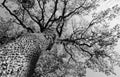 Mighty oak from floor perspective with autumn leaves in black and white