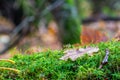 A mighty oak leaf with water droplets on a bed of moist green moss in and autumnal english woodland Royalty Free Stock Photo