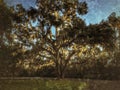 A mighty oak stands alone. Royalty Free Stock Photo