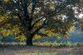 Mighty oak tree back lit by late afternoon sun Royalty Free Stock Photo