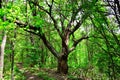 Mighty Oak Tree in Forest Royalty Free Stock Photo