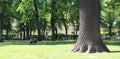 Mighty oak tree in the park Royalty Free Stock Photo