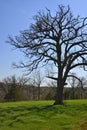 Mighty Oak Tree in Spring with Blue Skies Royalty Free Stock Photo