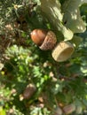 Mighty oaks from tiny acorns grow