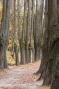 The mighty oaks trees grow along the alley in the autumn