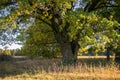 A mighty old ancient oak, standing alone on the edge of a relic oak grove.Golden autumn, lush yellow foliage