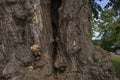 Mighty Old Linden Tree