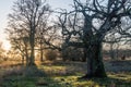 Mighty old oak tree by sunset Royalty Free Stock Photo