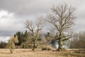 Mighty old oak trees in Latvia Royalty Free Stock Photo