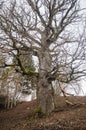 Mighty old oak trees in Latvia Royalty Free Stock Photo