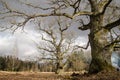 Mighty old oak trees in Latvia Royalty Free Stock Photo