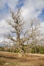 Mighty old oak trees in Latvia Royalty Free Stock Photo