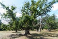 Mighty old oak trees Royalty Free Stock Photo