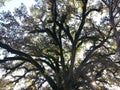 Mighty Old OakTree