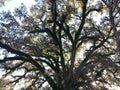 Mighty Old OakTree Royalty Free Stock Photo