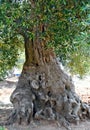 Mighty old olive tree Royalty Free Stock Photo