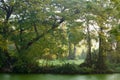 Mighty old tree with green spring leaves Royalty Free Stock Photo