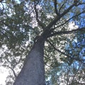 Mighty old tree with green spring leaves Royalty Free Stock Photo