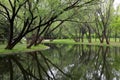 Mighty tree with green leaves Inverted reflection in water Royalty Free Stock Photo