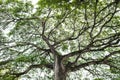 Mighty old tree with green spring leaves and moss