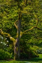 Mighty old tree with green spring leaves. Tall tree in the forest in warm sunlight Royalty Free Stock Photo