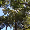 Mighty old tree with green spring leaves Royalty Free Stock Photo