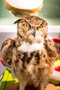 Mighty Owl Royalty Free Stock Photo