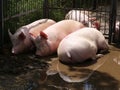 Domesticated pig sows laying in the dirt Royalty Free Stock Photo