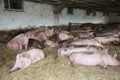 Sows living in stable at an industrial animal farm Royalty Free Stock Photo