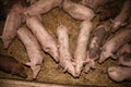 Sows living in stable at an industrial animal farm Royalty Free Stock Photo