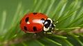 The Mighty Pine Ladybug