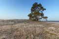 Mighty Pine Tree At Veluwe In Winter