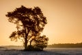 Mighty Pine tree At Winter Sunrise