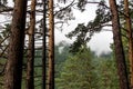 Mighty pine trees in the Siberian forest.