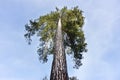 Mighty pine trunk extends into the sky. Baden Baden, Germany